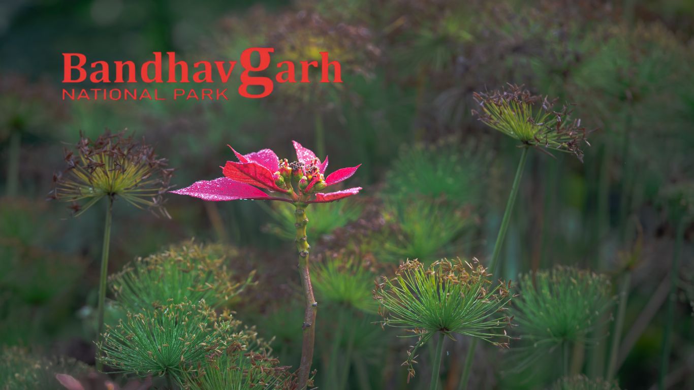 Flora in Bandhavgarh national park